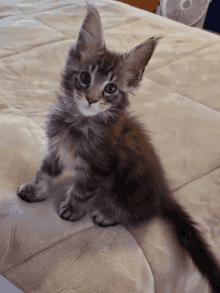 Tiny Kitten GIF - Tiny Kitten GIFs