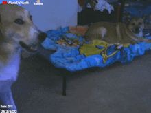 a dog laying on a bed with knosis written on the top