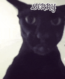 a black cat with the name larry written above it