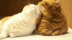 Funny Animals Cat Love GIF - Funny Animals Cat Love Cute ...