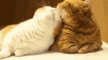 Funny Animals Cat Love GIF - Funny Animals Cat Love Cute GIFs