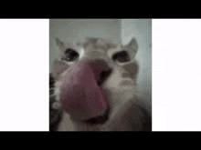 Cat Lick GIF - Cat Lick Cat Lick GIFs