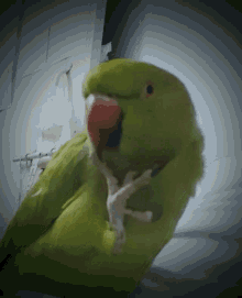 Parrot Thinking Mitu Thinking GIF - Parrot Thinking Mitu Thinking Mithu Thinking GIFs