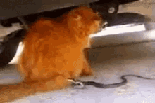 Cat Tail Prank GIF - Cat Snake GIFs