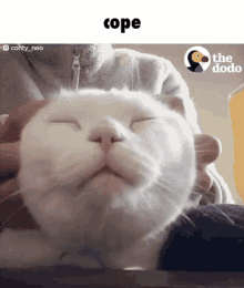 Cope Cat GIF - Cope Cat Cope Cat GIFs