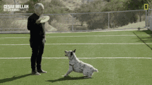 Training Dog Cesar Millan GIF - Training Dog Cesar Millan Cesar Millan Better Human Better Dog GIFs