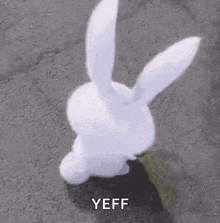 Rabbit Cute GIF