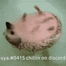 Chilling Hedgehog GIF - Chilling Hedgehog Wholesome GIFs