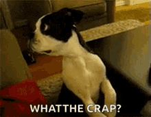 Dogs Puppy GIF - Dogs Puppy Shocked GIFs