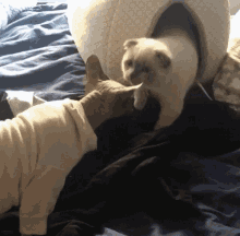 two cats are playing with each other on a bed and one is wearing a white shirt
