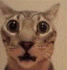 a close up of a cat 's face with big eyes and a nose .