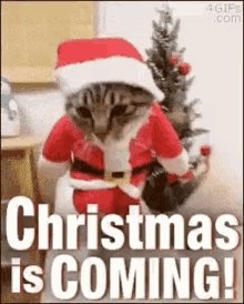 Santa Claus Is Coming To Town Santa Kitten GIF - Santa Claus Is Coming To Town Santa Kitten Cats GIFs