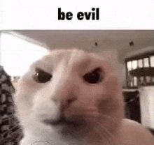 Be Evil Be Nice GIF - Be Evil Be Nice Cat GIFs