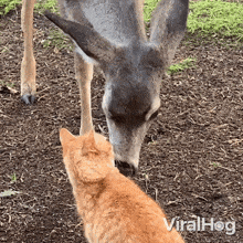 A Deer Is Grooming A Cat Viralhog GIF
