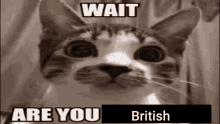 Wait Are You British Ktbzkasa GIF - Wait Are You British Ktbzkasa GIFs