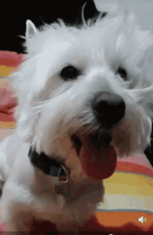 a white dog with a black collar is sitting on a bed