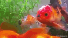 fish goldfish