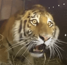 Tiger Surprised GIF