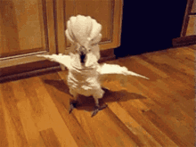 Silly Birdie Angry GIF - Silly Birdie Angry Puffed Up GIFs