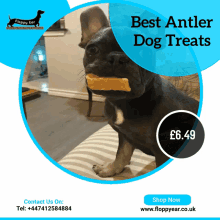 Best Antler Dog Treats GIF - Best Antler Dog Treats Dog Treats GIFs
