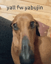 yabujin cheddar