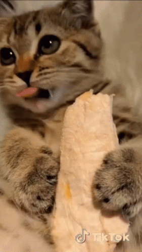 Tik Tok Funny Animals GIF - Tik Tok Funny Animals Cute - Discover & Share  GIFs