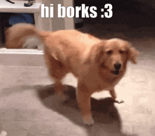 Hi Borks GIF - Hi Borks Golden Retriever GIFs
