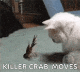 Cats Lobster GIF - Cats Lobster GIFs