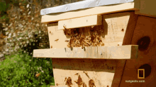 Bee Insect GIF - Bee Insect Flying GIFs