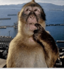 a monkey is standing in front of a body of water with mountains in the background