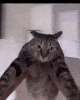 Cat Spin GIF - Cat Spin Cat Spin GIFs