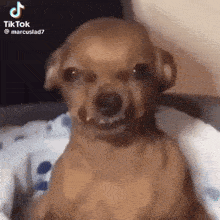a small brown dog is sitting on a bed with its mouth open .