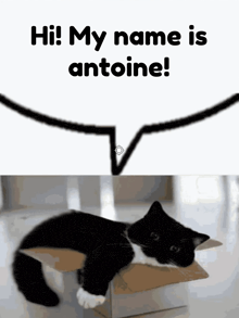 a black and white cat laying in a cardboard box with the words hi my name is antoine above it