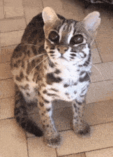 asian leopard cat wild cat spots big eyes licking chops