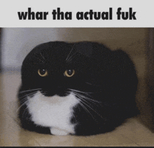 a picture of a black and white cat with the words whar tha actual fuk below it