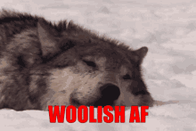 Woolish Woolish Af GIF - Woolish Woolish Af Wg GIFs