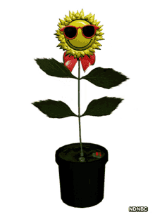 Dance Sunflower GIF - Dance Sunflower Flower GIFs