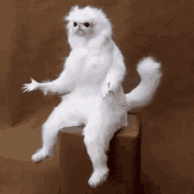 Confused White Cat GIF - Confused White Cat Cat GIFs