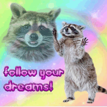 Raccoon Follow Your Dreams GIF - Raccoon Follow Your Dreams Dreams GIFs