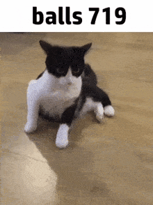 a black and white cat is laying on a wooden floor with the words `` balls 719 '' above it .