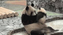 Panda Smooch GIF - Panda Kiss Panda Smooch GIFs