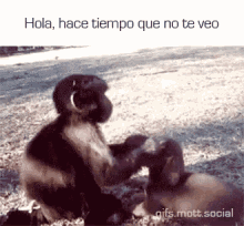 Hola, Hace Tiempo Que No Te Veo GIF - Monkey Dog Hug GIFs