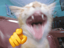 Cat Meme Laughing GIF