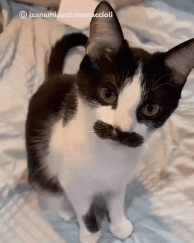 cute cartoon animals with mustaches