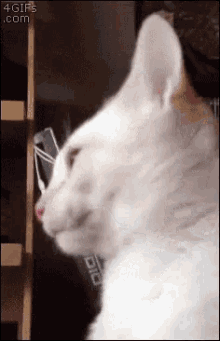 Tongue Cat GIF - Tongue Cat Lol GIFs