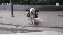 Carrying Puppies GIF - Carrying Puppies Carry GIFs