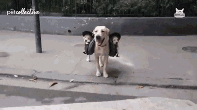 [Image: carrying-puppies.gif]