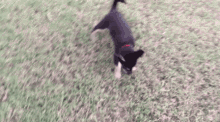 a black and white dog is walking on a leash in a park .