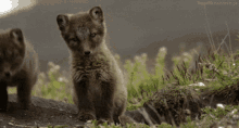 running cute looking cub