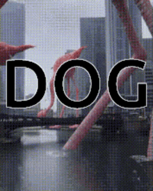 Dog Dogs GIF - Dog Dogs GIFs